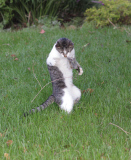 Dexter the Cat Bats Mouse into the Air, California, America  - Nov 2011