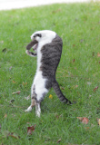 Dexter the Cat Bats Mouse into the Air, California, America  - Nov 2011