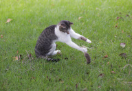 Dexter the Cat Bats Mouse into the Air, California, America  - Nov 2011