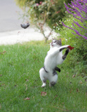 Dexter the Cat Bats Mouse into the Air, California, America  - Nov 2011