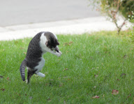 Dexter the Cat Bats Mouse into the Air, California, America  - Nov 2011