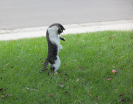 Dexter the Cat Bats Mouse into the Air, California, America  - Nov 2011