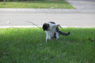 Dexter the Cat Bats Mouse into the Air, California, America  - Nov 2011