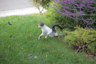 Dexter the Cat Bats Mouse into the Air, California, America  - Nov 2011
