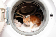 Kitten survives after being trapped in washing machine, Colchester, Essex, Britain - 10 Nov 2011