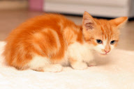 Kitten survives after being trapped in washing machine, Colchester, Essex, Britain - 10 Nov 2011