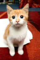 Kitten survives after being trapped in washing machine, Colchester, Essex, Britain - 10 Nov 2011