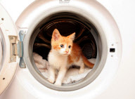 Kitten survives after being trapped in washing machine, Colchester, Essex, Britain - 10 Nov 2011