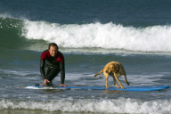 Mango the surfing dog, Newquay, Cornwall, Britain - 14 Nov 2011