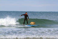 Mango the surfing dog, Newquay, Cornwall, Britain - 14 Nov 2011