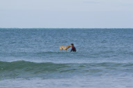 Mango the surfing dog, Newquay, Cornwall, Britain - 14 Nov 2011