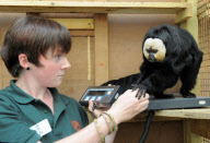 Saki monkey gets weighed at Dudley Zoological Gardens, West Midlands, Britain - Nov 2011
