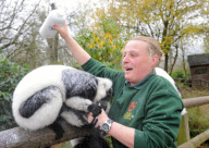 Talcum powder used to reintroduce expelled lemur to group, Dudley Zoological Gardens, West Midlands, Britain - 13 Nov 2011