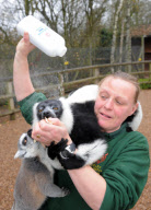 Talcum powder used to reintroduce expelled lemur to group, Dudley Zoological Gardens, West Midlands, Britain - 13 Nov 2011