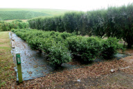 Tregothnan - Die nördlichste Teeplantage der Welt