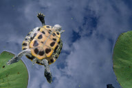 RED-EARED SLIDER TURTLE