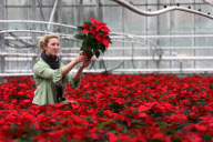 Poinsettias at Pinewood Nurseries, Stoke Pogess, Buckinghamshire, Britain - 08 Nov 2010