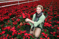 Poinsettias at Pinewood Nurseries, Stoke Pogess, Buckinghamshire, Britain - 08 Nov 2010