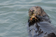 Sea otter diving for and eating crab, Elkhorn Slough, Moss Landing, California, America - Nov 2011