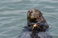 Sea otter diving for and eating crab, Elkhorn Slough, Moss Landing, California, America - Nov 2011