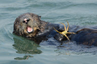 Sea otter diving for and eating crab, Elkhorn Slough, Moss Landing, California, America - Nov 2011