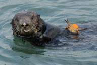 Sea otter diving for and eating crab, Elkhorn Slough, Moss Landing, California, America - Nov 2011