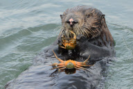 Sea otter diving for and eating crab, Elkhorn Slough, Moss Landing, California, America - Nov 2011 ***EXTRA PICTURES***