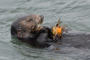 Sea otter diving for and eating crab, Elkhorn Slough, Moss Landing, California, America - Nov 2011 ***EXTRA PICTURES***