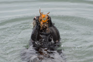 Sea otter diving for and eating crab, Elkhorn Slough, Moss Landing, California, America - Nov 2011 ***EXTRA PICTURES***
