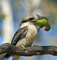 Kookaburra kills lorikeet, Queensland, Australia - Nov 2011