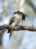 Kookaburra kills lorikeet, Queensland, Australia - Nov 2011