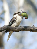 Kookaburra kills lorikeet, Queensland, Australia - Nov 2011