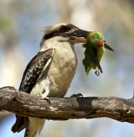 Kookaburra kills lorikeet, Queensland, Australia - Nov 2011