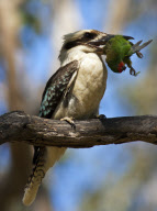 Kookaburra kills lorikeet, Queensland, Australia - Nov 2011