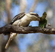 Kookaburra kills lorikeet, Queensland, Australia - Nov 2011
