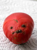 Man grows cherry tomato that looks like Adolf Hitler, Cambridge, Britain - 16 Nov 2011
