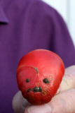 Man grows cherry tomato that looks like Adolf Hitler, Cambridge, Britain - 16 Nov 2011