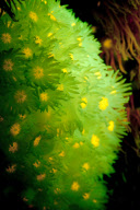Ultraviolet undersea life by Louise Murray - Nov 2011