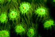 Ultraviolet undersea life by Louise Murray - Nov 2011