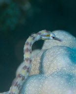 Ultraviolet undersea life by Louise Murray - Nov 2011