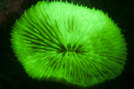 Ultraviolet undersea life by Louise Murray - Nov 2011