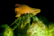 Ultraviolet undersea life by Louise Murray - Nov 2011