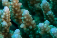 Ultraviolet undersea life by Louise Murray - Nov 2011