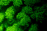 Ultraviolet undersea life by Louise Murray - Nov 2011