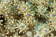 Ultraviolet undersea life by Louise Murray - Nov 2011