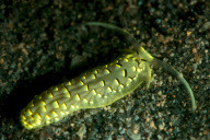 Ultraviolet undersea life by Louise Murray - Nov 2011