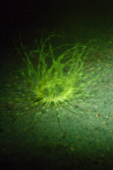 Ultraviolet undersea life by Louise Murray - Nov 2011