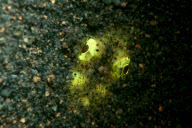 Ultraviolet undersea life by Louise Murray - Nov 2011