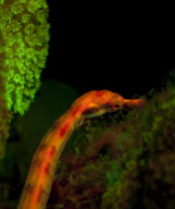 Ultraviolet undersea life by Louise Murray - Nov 2011