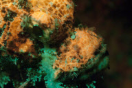 Ultraviolet undersea life by Louise Murray - Nov 2011